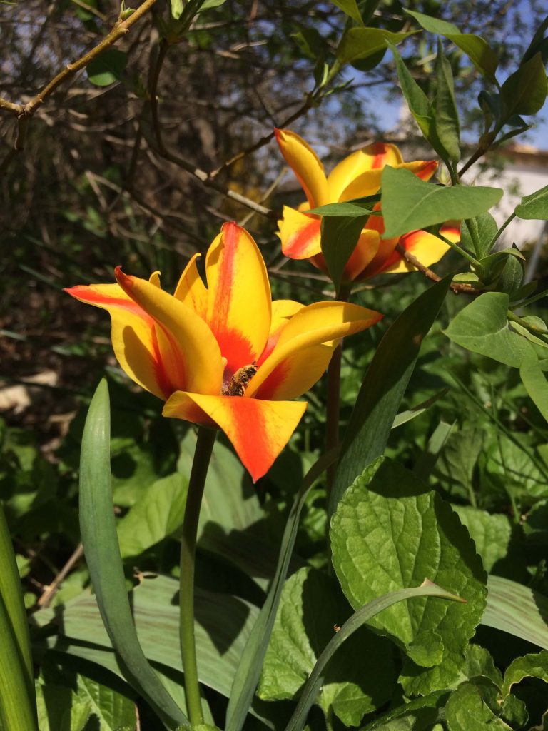 Créer un jardin en respectant le vivant