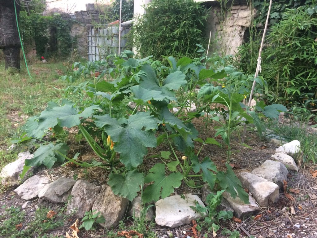 Accompagnement à la conception de jardin en permaculture