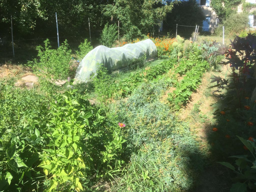 Développer un potager permacole
