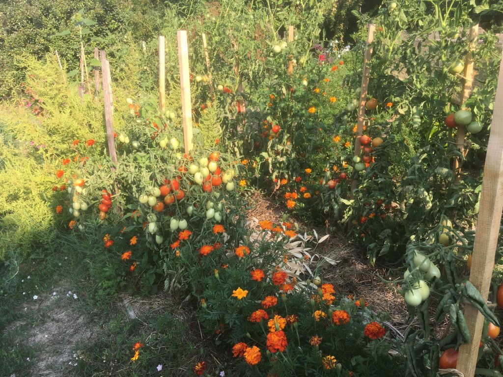 Concevoir un jardin permacole nourricier