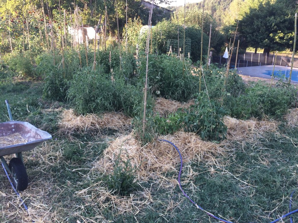 Potager en permaculture