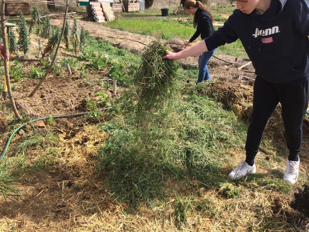 Stages et journées pratiques de permaculture